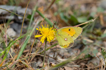 Eastern Magnificence butterfly (Colias erate)