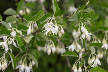 Izmir - Rosary tree (styrax officinalis) on Nif mountain