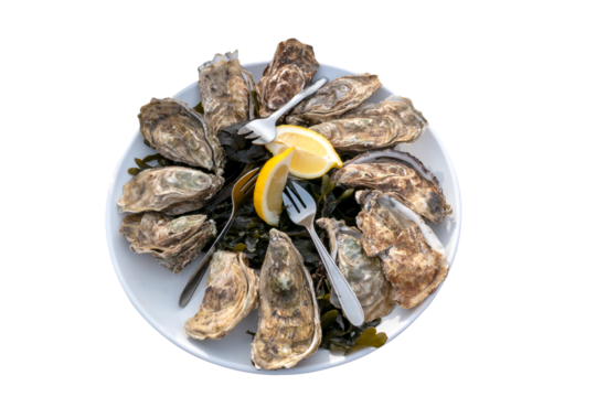 Assiette d'huitres sans fond