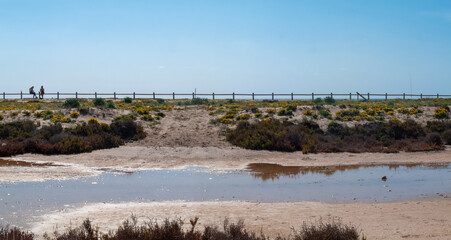 Paraje Natural Punta Entinas-Sabinar, catalogado como Espacio Natural Protegido. Roquetas de Mar, Almería, Andalucía, España.