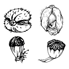 Vector set of elements with hand drawn peony poppy seed pods, buds. Isolated on white background. Botanical graphic illustration. Design invitations, wedding, love greeting cards, paper print textile