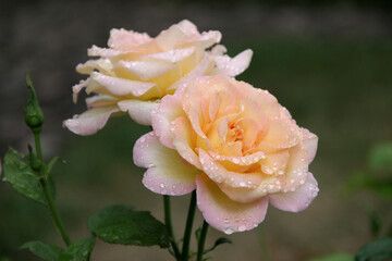 Close-up photo of light yellow-pink roses with raindrops on a blurred green background