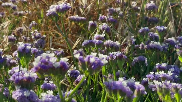 Mediterranean. Shore overgrown with Limonium sinuatum at sunset in strong wind