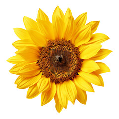 Fototapeta premium Bright sunflower PNG, di cut on a clear background.