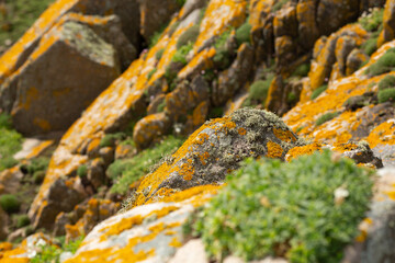 Yellow orange  moss covers the rock on a seaside 