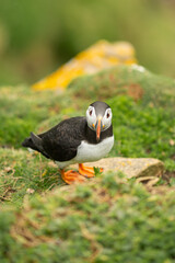 Atlantic puffins breeding, flying, standing in Ireland