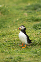 Atlantic puffins breeding, flying, standing in Ireland