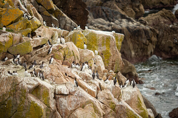Group of grey seabirds sitting on cliffs and rocks in Ireland 