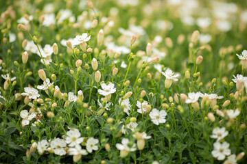 White flowers with green leaves close up on sunny day