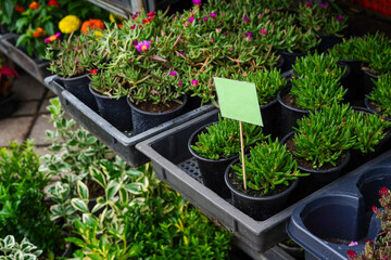 assortment of green plants in pots on store shelves with a empty sign