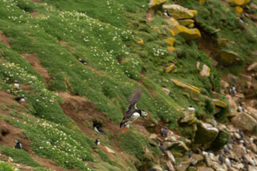 Atlantic puffins breeding, flying, standing in Ireland