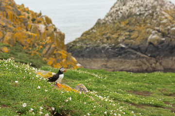 Atlantic puffins breeding, flying, standing in Ireland