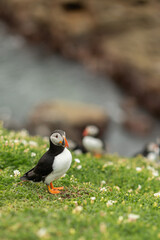 Atlantic puffins breeding, flying, standing in Ireland