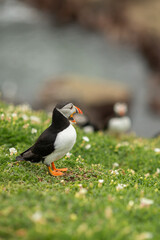 Atlantic puffins breeding, flying, standing in Ireland