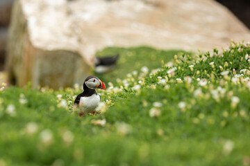 Atlantic puffins breeding, flying, standing in Ireland