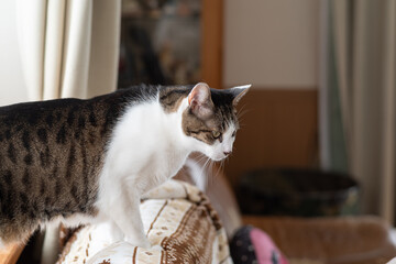 見つめる猫　キジトラ白