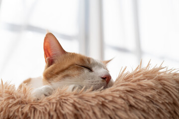 窓辺で眠る可愛い猫　茶トラ白