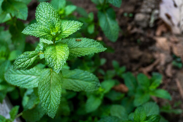 Mint or Mentha plant with refreshing green leaves in an organic garden India. Popular herb with potential health benefits: