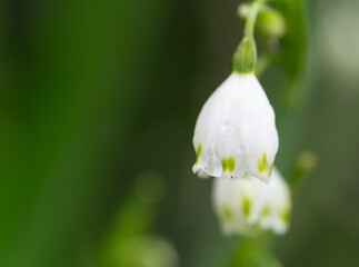 雨に濡れた白い花