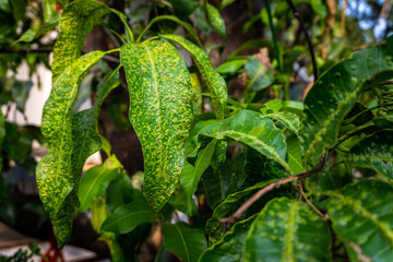 Mango leaves affected with foliar gall of mango, caused by Mango gall midge, tiny flies common in...