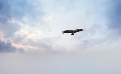 Fototapeta premium Griffon vulture in the foreground flying over the skies at sunset with cool colored clouds
