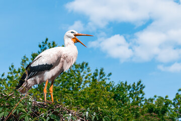 stork animal wild life portrait with open beak, summer clear weather bright natural environment with blue sky background