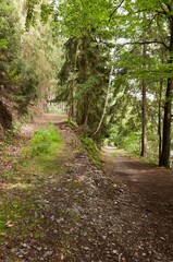 Obraz premium Forest path edged with trees, in the Thuringian Slate Hills, Germany