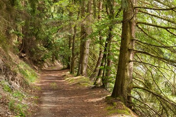 Forest path edged with trees, in the Thuringian Slate Hills, Germany