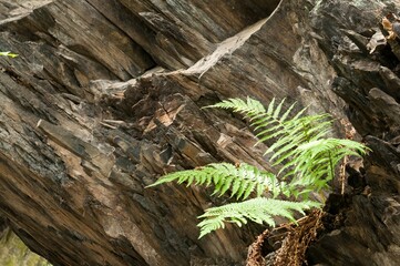 Closeup of fern grows from a rock, in the Thuringian Slate Hills, Germany