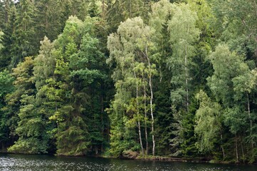 Riverfront with forest, in the Thuringian Slate Hills, Germany