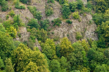 Forested slope of the Thuringian Slate Hills, Germany