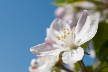 Close-up of an apple (Malus domestica) blossom, spring in Germany