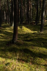 an empty bench is surrounded by trees and grass on the ground