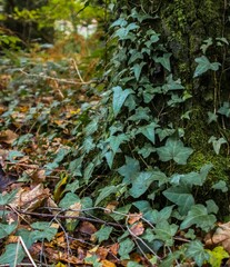 this stuffed animal is laying on the ground by a tree