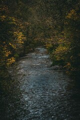 a river flowing through trees in a forest with yellow leaves on the banks