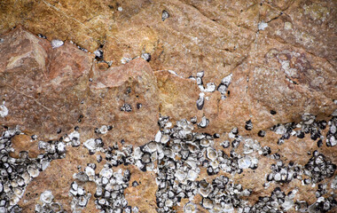 Close-up texture of the orange sea rocks and the shellfish clinging to the rocks show the beautiful texture of the seaside showing the environment and nature.