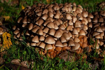 a bunch of mushrooms that are standing in the grass by some leaves