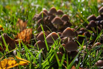 some mushrooms growing in the grass on a sunny day from a distance