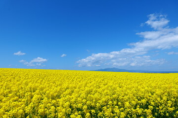 Obraz premium 横浜町の菜の花畑。横浜、青森、日本。５月中旬。
