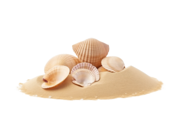 Whispers of the Ocean: A Circle of Shells. On a White or Clear Surface PNG Transparent Background.