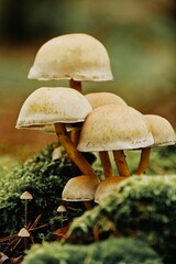 Cluster of mushrooms growing in a lush mossy forest floor.