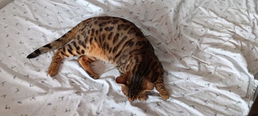 Cat on the bed
