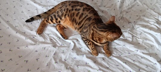 Cat on the bed
