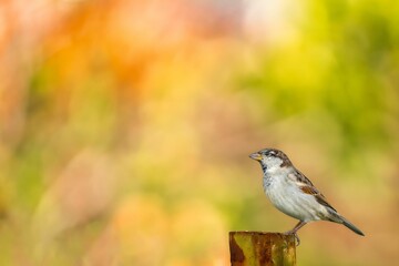 a bird sitting on top of a wooden post in the woods