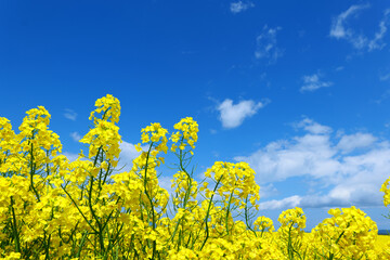 横浜町の菜の花畑。横浜、青森、日本。５月中旬。