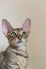 Porträt eines getigerten Cornish Rex Kitten