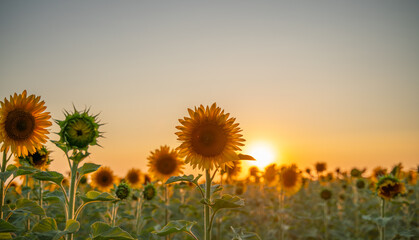 Field sunflowers in the warm light of the setting sun. Summer time. Concept agriculture oil...