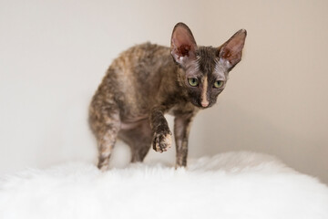 Porträt einer jungen weiblichen Cornish Rex Katze