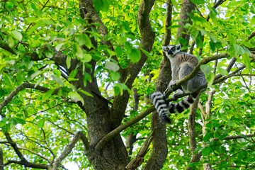 Naklejka premium Lemur sitting on a tree beautiful photo, high resolution, nice weather tree crown