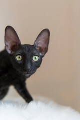 Porträt eines schwarzen Cornish Rex Kätzchen